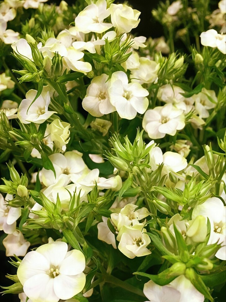 Флокс Джейд (Jade) метельчатый купить с доставкой