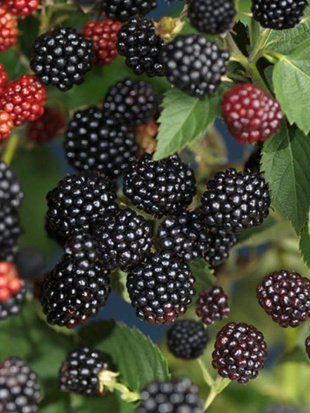 Малина Черноплодная Блэк Джевел