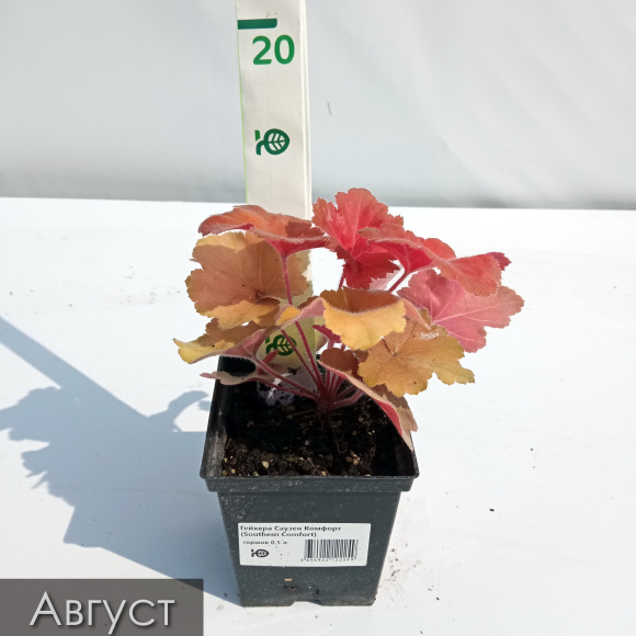 Гейхера Саузен Комфорт (Southern Comfort) купить с доставкой Гейхера Саузен Комфорт (Southern Comfort) купить с доставкой