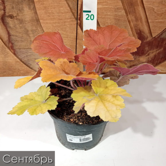 Гейхера Саузен Комфорт (Southern Comfort) купить с доставкой Гейхера Саузен Комфорт (Southern Comfort) купить с доставкой