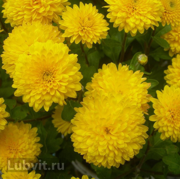 Хризантема Мишаль купить с доставкой