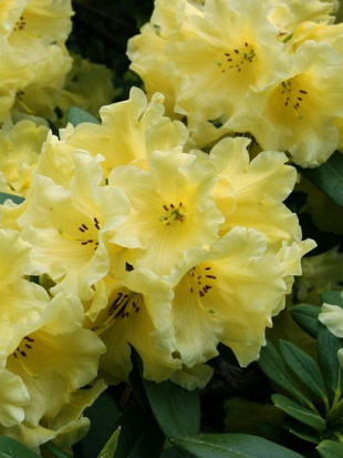 Рододендрон Японский Желтый Рододендрон Японский Желтый