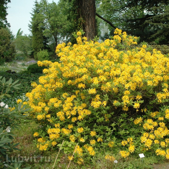 Рододендрон Японский Желтый купить с доставкой