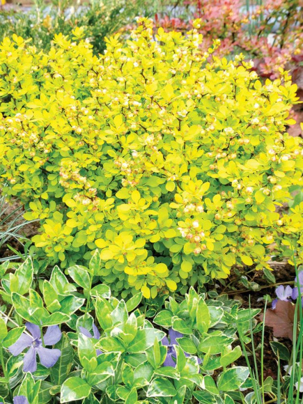 Барбарис Ауреа (Aurea) купить с доставкой Барбарис Ауреа (Aurea) купить с доставкой