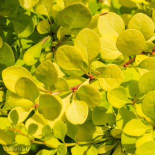 Барбарис Ауреа (Aurea)