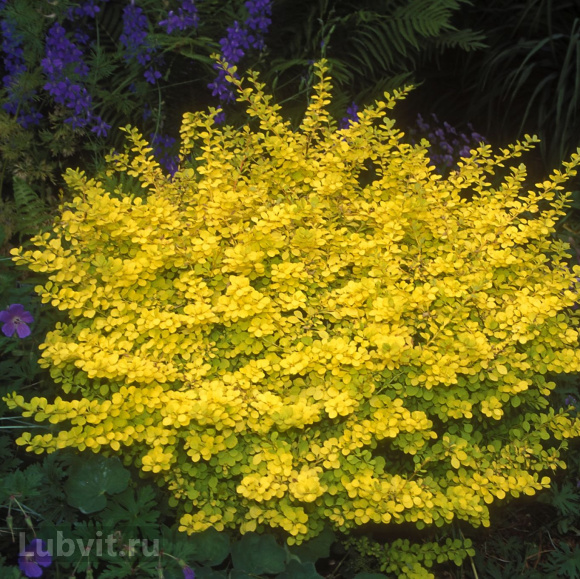 Барбарис Ауреа (Aurea) купить с доставкой Барбарис Ауреа (Aurea) купить с доставкой