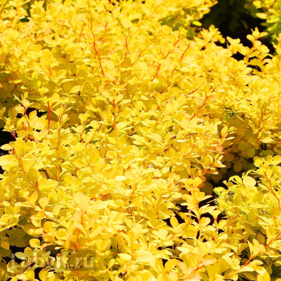 Барбарис Ауреа (Aurea) купить с доставкой Барбарис Ауреа (Aurea) купить с доставкой