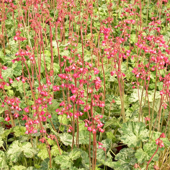 Гейхера Сноу Энджел (Snow Angel) купить с доставкой Гейхера Сноу Энджел (Snow Angel) купить с доставкой