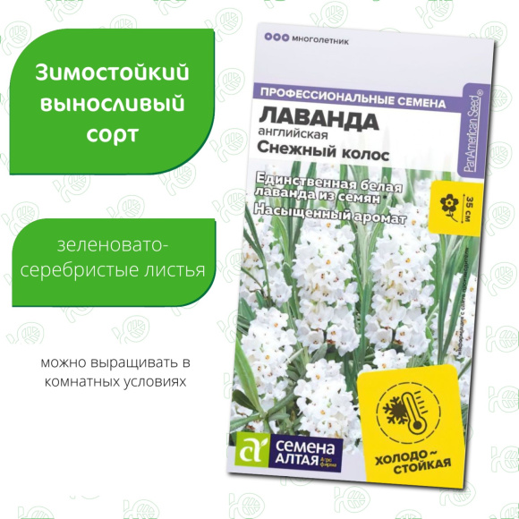 Лаванда Снежный колос английская [Семена алтая] купить с доставкой