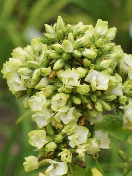 Флокс Бабье Лето (Babje Leto) метельчатый купить с доставкой