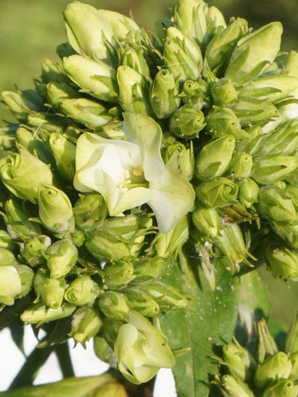 Флокс Бабье Лето (Babje Leto) метельчатый купить с доставкой