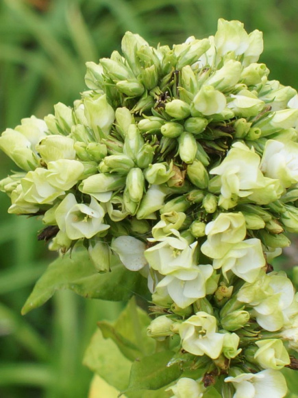 Флокс Бабье Лето (Babje Leto) метельчатый купить с доставкой