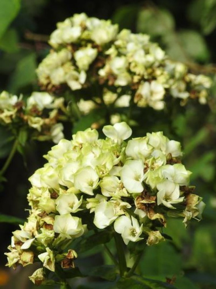 Флокс Бабье Лето (Babje Leto) метельчатый купить с доставкой