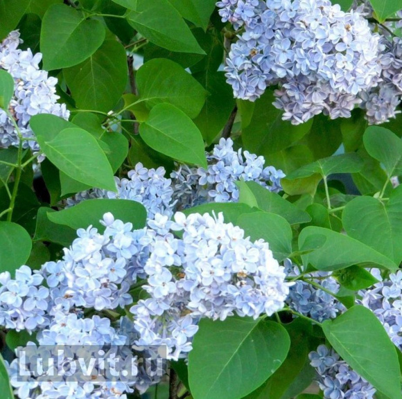 Сирень Дрезден Чайна (Dresden China) купить с доставкой