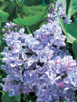 Сирень Дрезден Чайна (Dresden China)