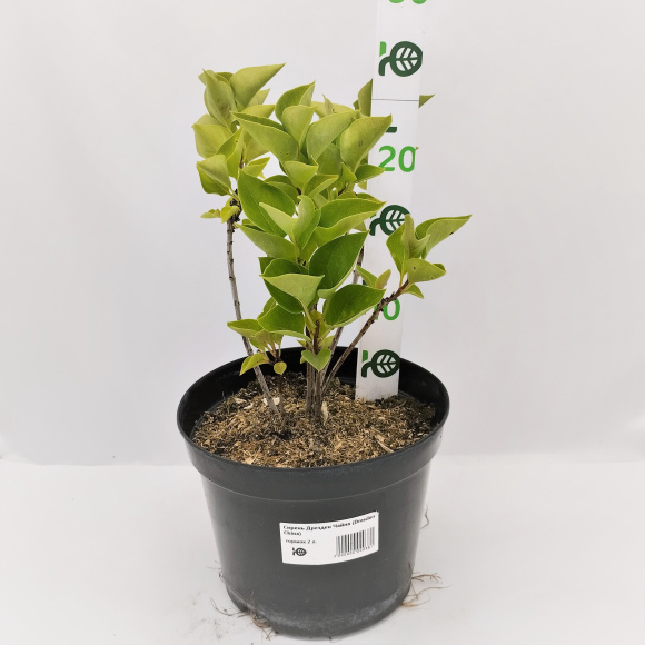 Сирень Дрезден Чайна (Dresden China) купить с доставкой