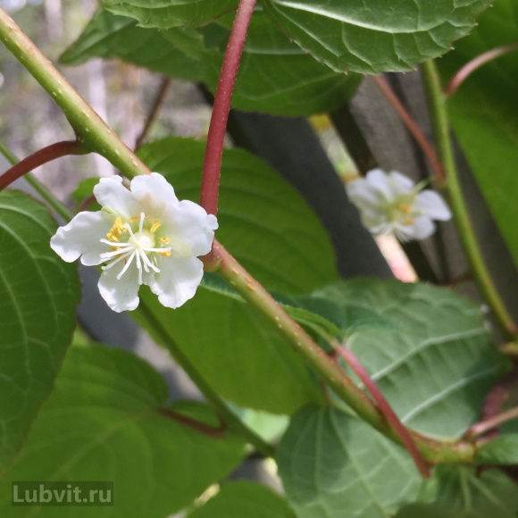 Актинидия Вафельная купить с доставкой