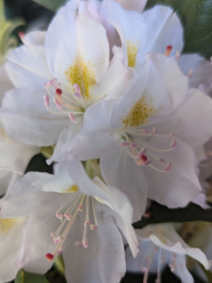 Рододендрон Канадский белый (f. Album) Рододендрон Канадский белый (f. Album)