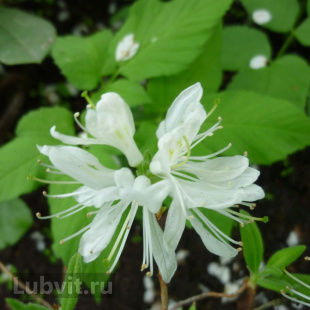 Рододендрон Канадский белый (f. Album)