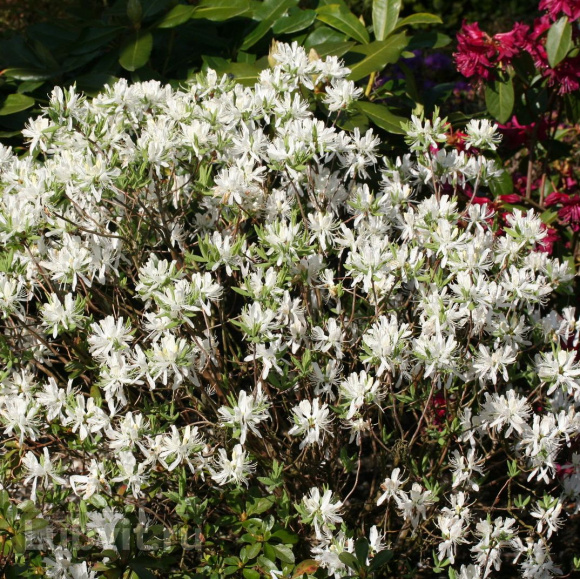 Рододендрон Канадский белый (f. Album) купить с доставкой