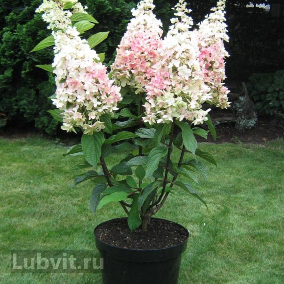 Гортензия Пинки Винки (Pinky Winky) метельчатая купить с доставкой Гортензия Пинки Винки (Pinky Winky) метельчатая купить с доставкой