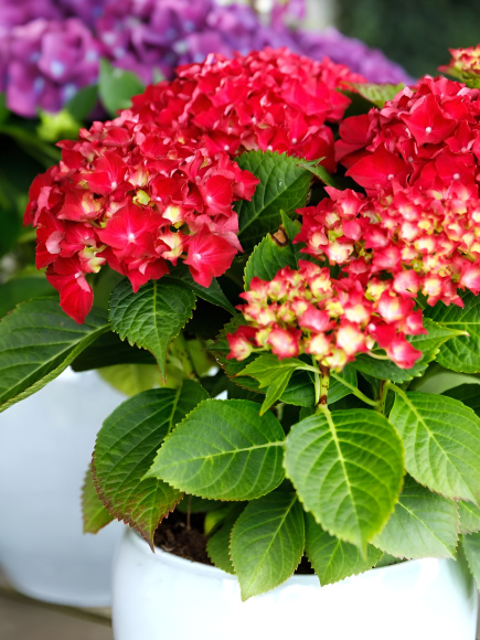 Гортензия Форевер энд Эвер Ред (Forever and Ever Red) крупнолистная купить с доставкой