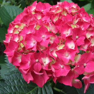 Гортензия Форевер энд Эвер Ред (Forever and Ever Red) крупнолистная