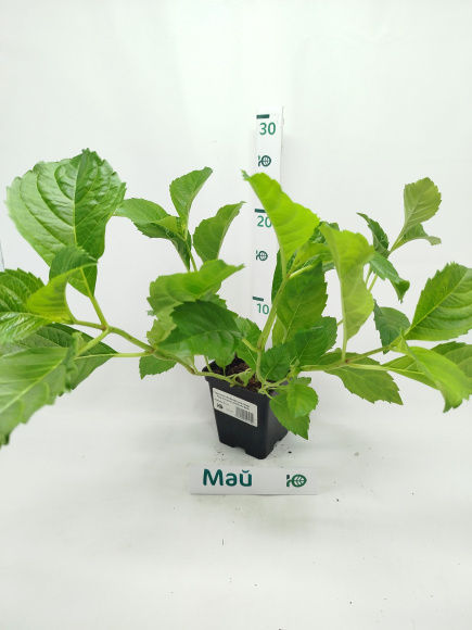 Гортензия Форевер энд Эвер Ред (Forever and Ever Red) крупнолистная купить с доставкой Гортензия Форевер энд Эвер Ред (Forever and Ever Red) крупнолистная купить с доставкой