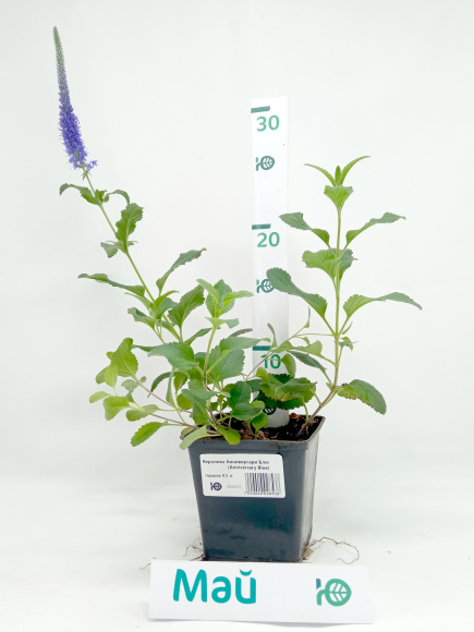 Вероника Анниверсари Блю (Anniversary Blue) купить с доставкой Вероника Анниверсари Блю (Anniversary Blue) купить с доставкой