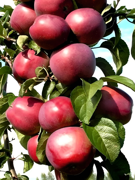 Яблоня Московское ожерелье купить с доставкой