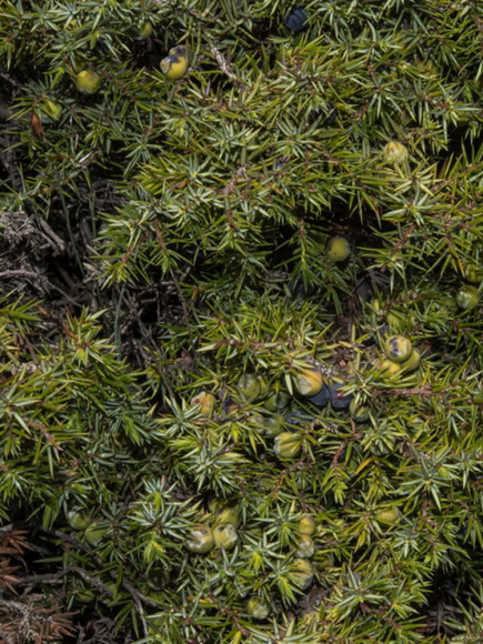 Можжевельник Альпина (Alpina) горизонтальный купить с доставкой