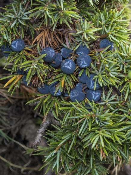 Можжевельник Альпина (Alpina) горизонтальный купить с доставкой