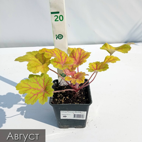 Бокс "Удивляй" купить с доставкой