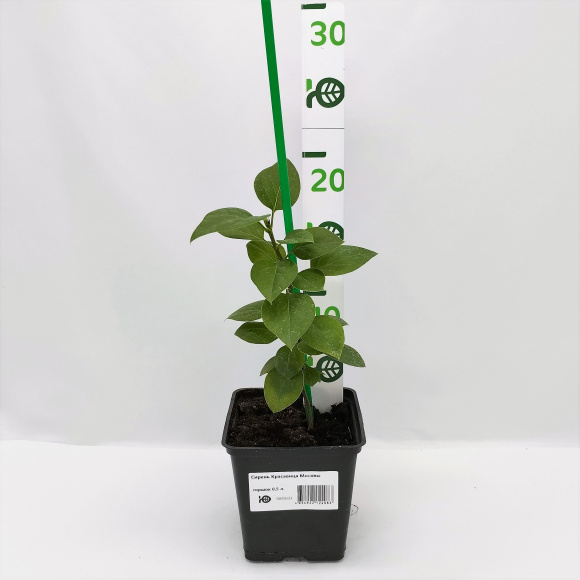 Сирень Красавица Москвы купить с доставкой