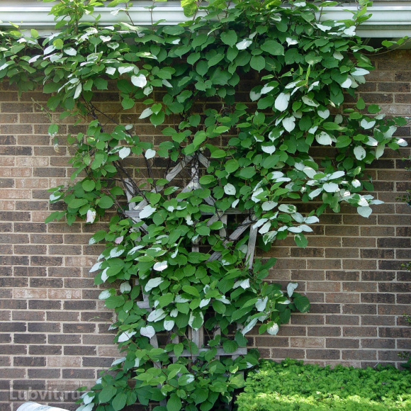 Актинидия Золотая Коса купить с доставкой