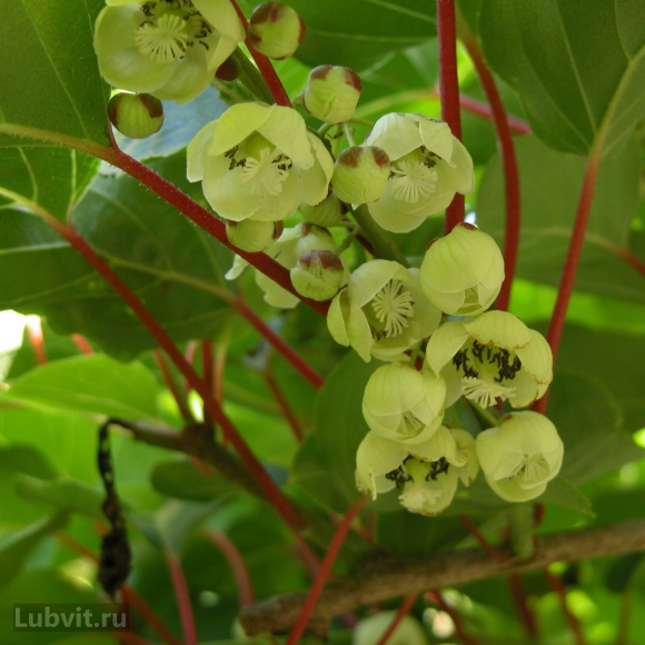 Актинидия Золотая Коса купить с доставкой