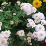 Хризантема мультифлора Дафна (Dafna) можно купить недорого с доставкой в питомнике Любвитский