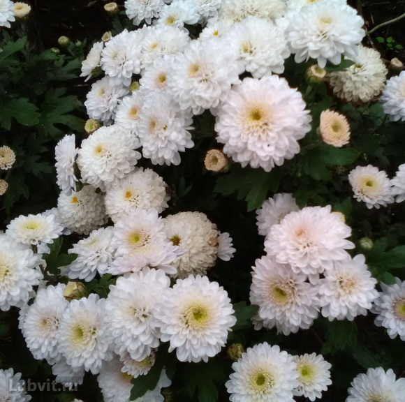 Хризантема мультифлора Дафна (Dafna) купить с доставкой
