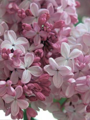 Сирень Аделина