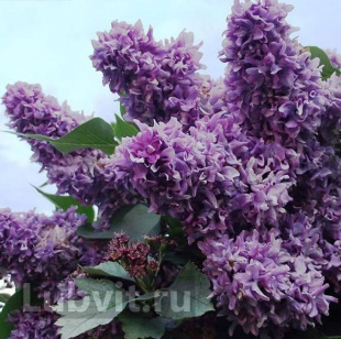 Сирень Василий Теркин Сирень Василий Теркин