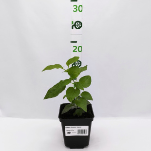 Сирень Василий Теркин