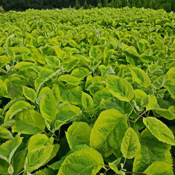 Гортензия Голден Аннабель (Golden Annabelle) древовидная купить с доставкой Гортензия Голден Аннабель (Golden Annabelle) древовидная купить с доставкой