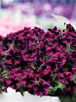 Петуния вегетативная Космик Перпл (Go! Tunia Cosmic Purple) Петуния вегетативная Космик Перпл (Go! Tunia Cosmic Purple)