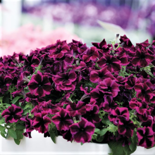 Петуния вегетативная Космик Перпл (Go! Tunia Cosmic Purple)
