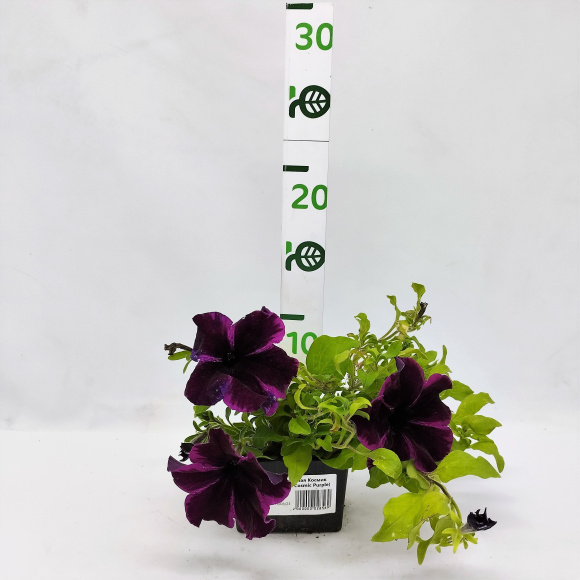 Петуния вегетативная Космик Перпл (Go! Tunia Cosmic Purple) купить с доставкой