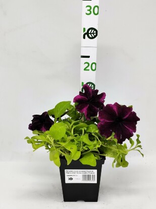 Петуния вегетативная Космик Перпл (Go! Tunia Cosmic Purple) Петуния вегетативная Космик Перпл (Go! Tunia Cosmic Purple)
