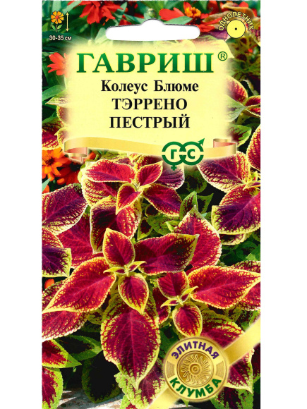 Колеус Тэррено пестрый [Гавриш] купить с доставкой