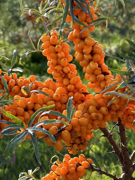 Облепиха Чуйская купить с доставкой Облепиха Чуйская купить с доставкой