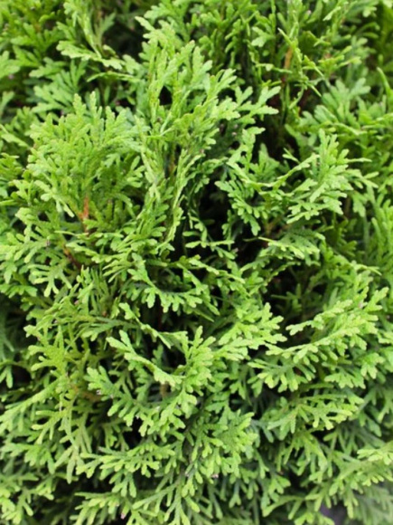 Туя западная Литл Гиант (Little Giant) купить с доставкой