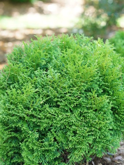 Туя западная Литл Гиант (Little Giant) купить с доставкой